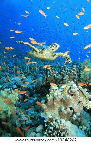 A Hawksbill Turtle swims through a cloud of anthias in the Red Sea