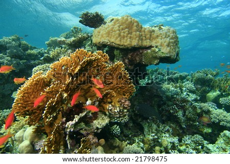 Coral Reef Scene in the Red Sea, Egypt