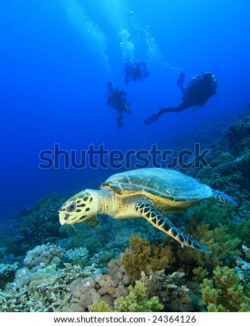 Turtle with divers silhouetted in background