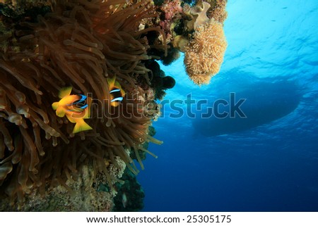 Anemones below a Diving Boat
