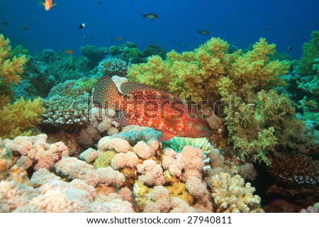 Coral Grouper also known as Coral Hind (Cephalopholis miniata)