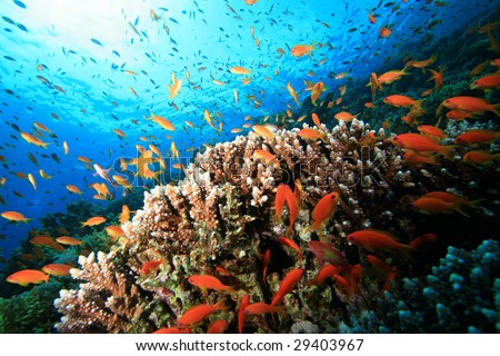 Underwater Ecosystem Stock Photo 29403967 : Shutterstock