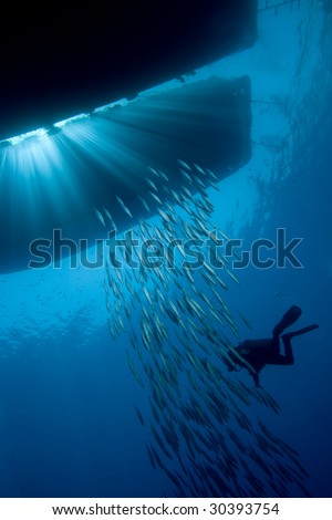Diver and Fish silhouetted below boats with sun beams