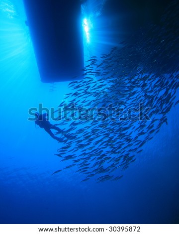 Diver and Shoal of fish silhouetted below dive boat