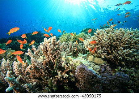 Coral Reef In Sunlight Stock Photo 43050175 : Shutterstock