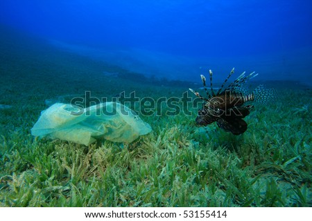 Environmental problem - plastic bag in the ocean with Lionfish