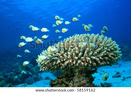 Fish and Coral: Red Sea Dascyllus and Acropora coral