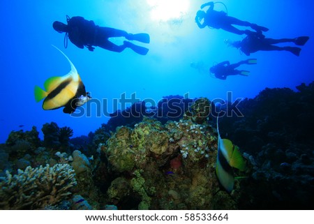 Fish and Scuba Divers