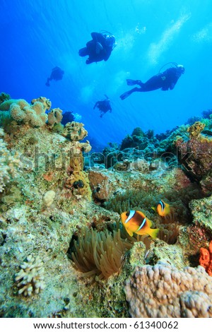 Red Sea Anemonefishes and Scuba Divers
