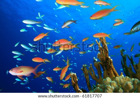 Beautiful Tropical Fish on a Coral Reef