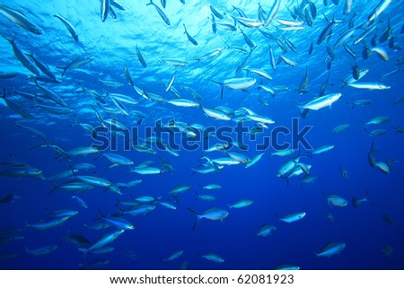 Shoal of Fusilier Fish on blue background