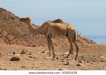 Camels in the Sinai Desert beside the Red Sea