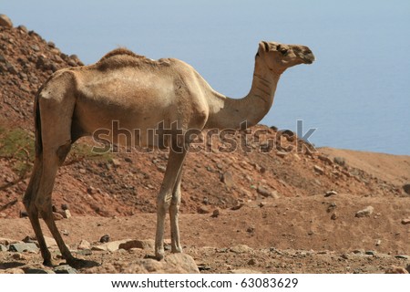 Camels in the Sinai Desert beside the Red Sea