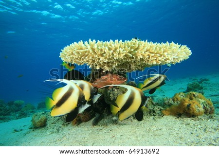 School of Tropical Fish (Bannerfish and Grouper) under an Acropora Coral