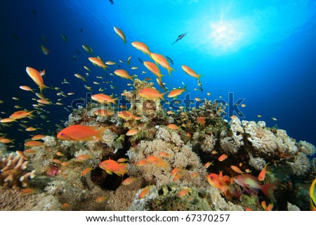 Underwater image of Tropical Fish on a Coral Reef in Sunlight