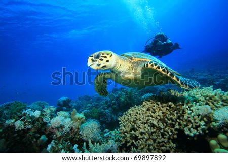 Female Scuba Diver takes a photograph of a Hawksbill Sea Turtle swimming over a coral reef