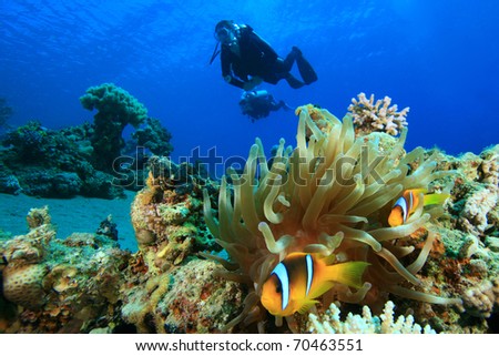 Red Sea Anemonefish and pair of Scuba Divers