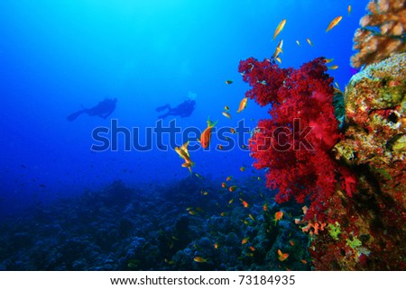 Scuba Diving on a colorful tropical Coral Reef