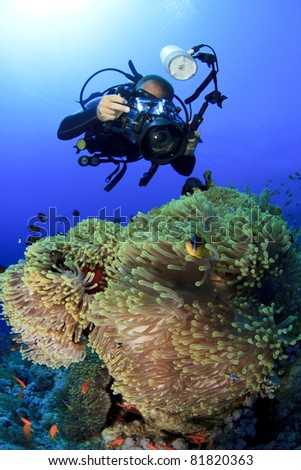 Underwater Photographer on Scuba dives with Clownfish at Anemone City in the Red Sea