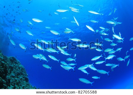 Shoal of Sardine Fish in the Ocean