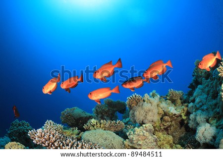 School of Bigeye Fish on Coral reef in the Red Sea