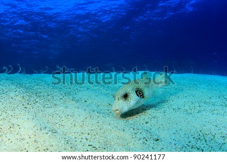 Whitespotted Puffer Fish (Arothron hispidus) at Eel Gardens dive site in Dahab, Egypt