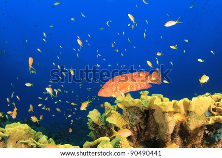 Coral Reef with Anthias Fish and Coral Grouper in the Red Sea