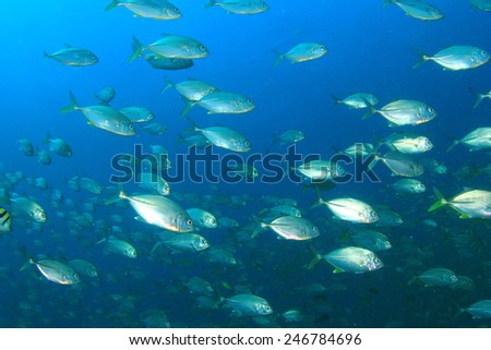 School of fish in ocean: Bigeye Trevallies