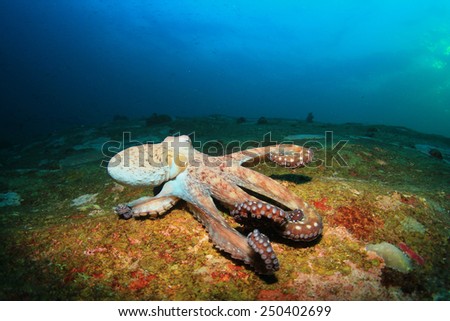 Big Red Octopus on coral reef