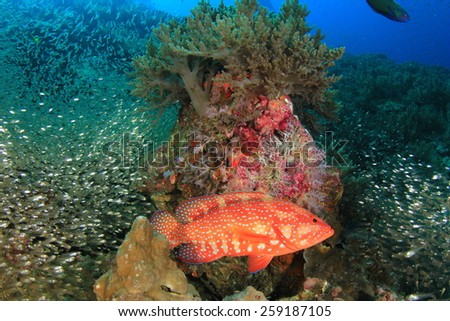 Coral Grouper (Hind) fish and Glassfish