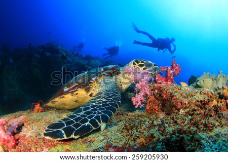 Hawksbill Sea Turtle feeds on coral with people scuba diving in background