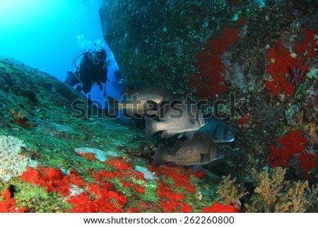 Scuba diving with fish