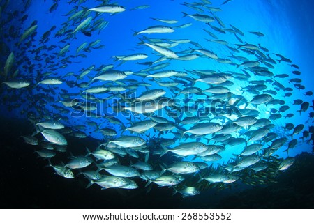 School of fish in ocean (Bigeye Trevallies or Jacks)