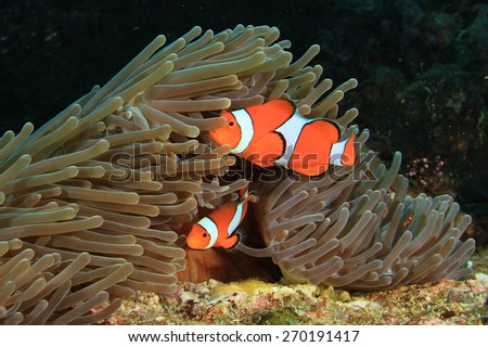 Nemo fish (Clown Anemonefish)