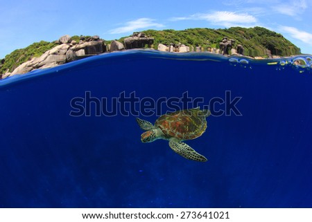 Over under split half and half of Green Sea Turtle and Similan Islands, Thailand