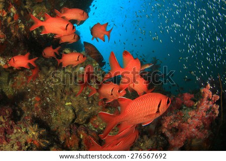 School red fish: Squirrelfish on coral reef underwater