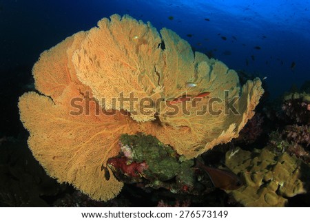 Gorgonian Fan Coral on underwater ocean reef