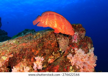 Coral Grouper fish