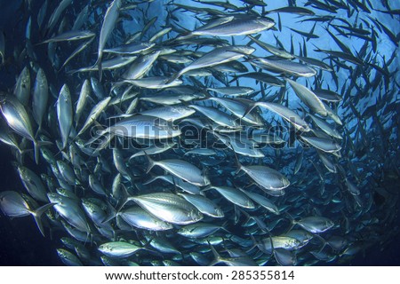 Tuna fish