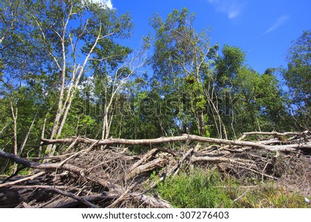 Deforestation logging environmental damage destruction of rainforest