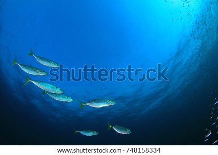 Mackerel Fish