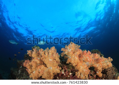 Underwater Coral