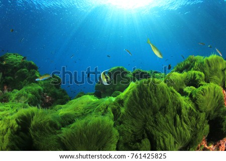 Underwater Green
