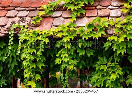 Image, Stock Photo green tendrils from roof in front of house wall