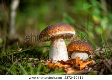 Similar – Image, Stock Photo forest mushroom boletus