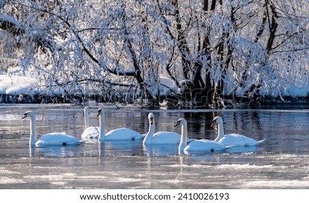 Similar – Image, Stock Photo swans in sunlight and shadow. White stripes of birch trees.