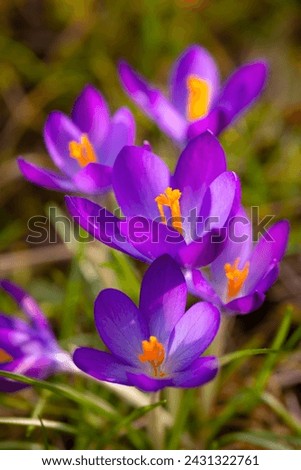 Similar – Image, Stock Photo Early bloomer crocus macro shot violet