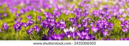 Similar – Image, Stock Photo Early bloomer crocus macro shot violet