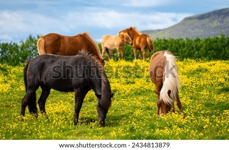 Similar – Image, Stock Photo Icelandic horse