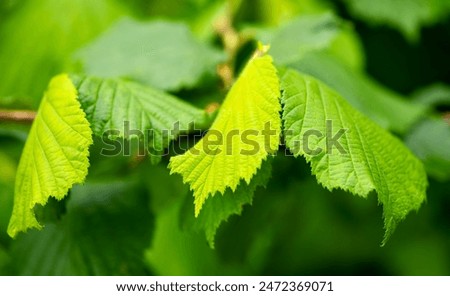 Similar – Foto Bild Corylus avellana Frühling